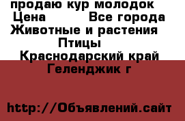 продаю кур молодок. › Цена ­ 320 - Все города Животные и растения » Птицы   . Краснодарский край,Геленджик г.